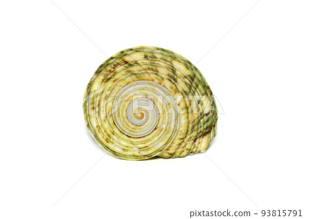 Image of green turbo sea shell on a white background. Undersea Animals. Sea shells. 93815791