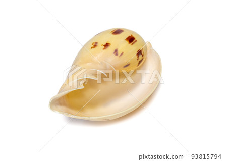 Image of seashells melo melo on a white background. Undersea Animals. Sea Shells. Image of seashells melo melo on a white background. Undersea Animals. Sea Shells. 93815794