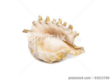 Image of Millipede spider conch (Lambis millepeda) isolated on white background. Sea snail. Undersea Animals. Sea Shells. Image of Millipede spider conch (Lambis millepeda) isolated on white background. Sea snail. Undersea Animals. Sea Shells. 93815799