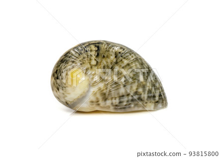 images of nerita chamaeleon sea snail is a species of sea snail, a marine gastropod mollusk in the family neritidae. Undersea Animals. Sea Shells. images of nerita chamaeleon sea snail is a species of sea snail, a marine gastropod mollusk in the family neritidae. Undersea Animals. Sea Shells. 93815800