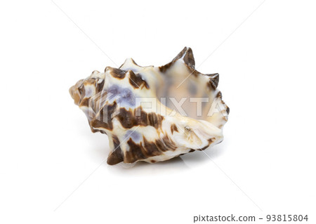 Image of reishia bitubercularis sea shells, common names bituberculate rock shell, bituberculate rock snail, chestnut rock shell isolated on white background. Sea snail. Undersea Animals. Sea Shells. 93815804