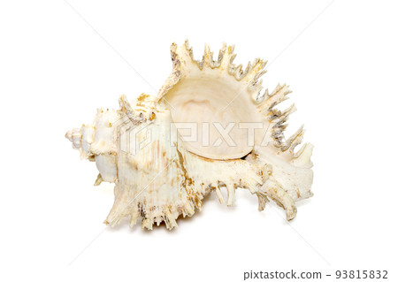 Image of chicore us ramosus, common name the ramose murex or branched murex, is a species of predatory sea snail, a marine gastropod mollusk in the family Muricidae. Undersea Animals. Sea Shells. Image of chicore us ramosus, common name the ramose murex or branched murex, is a species of predatory sea snail, a marine gastropod mollusk in the family Muricidae. Undersea Animals. Sea Shells. 93815832