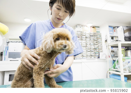 女獸醫在獸醫診所檢查小狗 女獸醫在獸醫診所檢查小狗 93815902