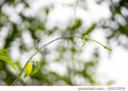 Vine of Mikania micrantha bitter vine the invasive alien species in nature 93815959