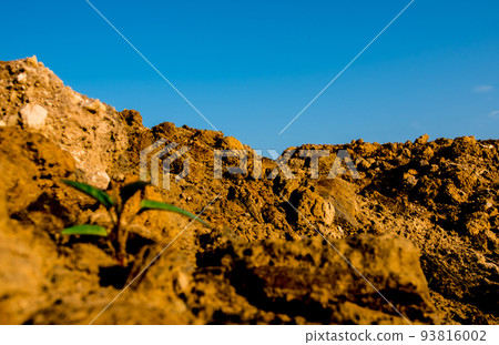 Buds of morning glory sprout up rocky mound 93816002