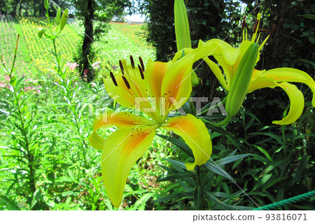 Yellow Lilies [Tokorozawa Lily Garden] / Tokorozawa City, Saitama Prefecture 93816071