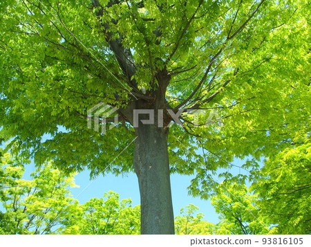 Fresh green zelkova and blue sky in April 93816105
