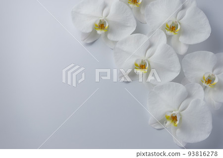 蝴蝶蘭 蝴蝶蘭 93816278