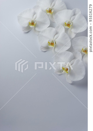 蝴蝶蘭 蝴蝶蘭 93816279