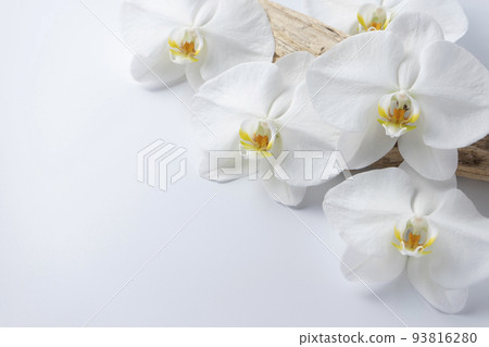 蝴蝶蘭 蝴蝶蘭 93816280