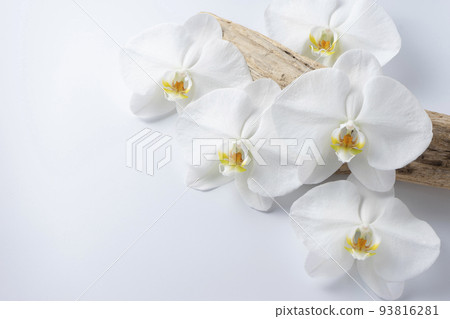 Phalaenopsis orchid  93816281