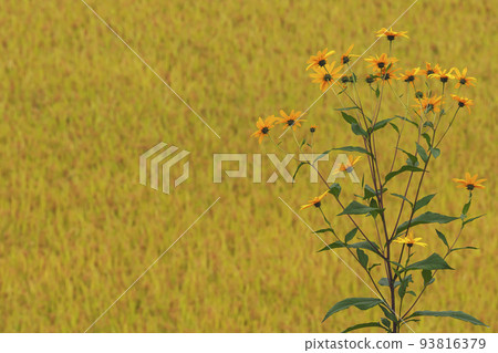 210924 上野平 g066 93816379