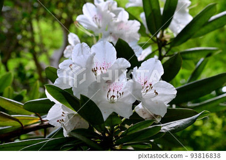 Taima-dera Seinanin 中的杜鵑花 93816838