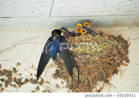 一隻母燕子在建在牆上的巢穴裡餵牠的小雞。 93816931
