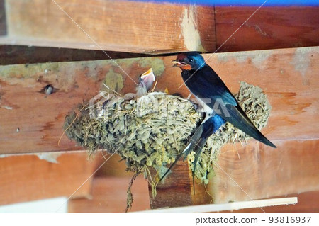 Newly hatched swallow chicks in a nest built on the wall of a wooden building and the parent bird with its mouth open 93816937
