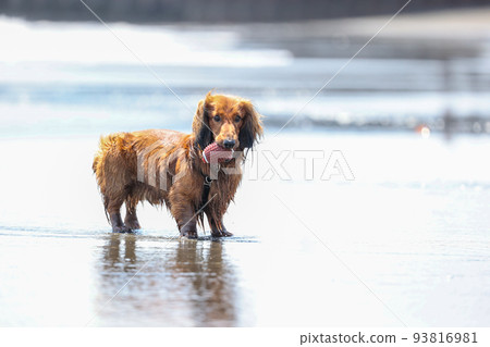 A dachshund dog playing in the sea 93816981