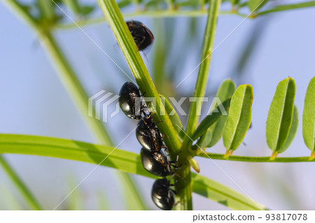 two shiny leaf beetles with rainbow colors during insect mating, chrysolina fastuosa 93817078