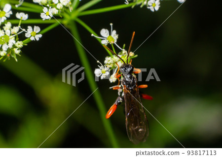 Tenthredo notha, a common sawfly, is a species belonging to the family Tenthredinidae subfamily Tenthredo notha, a common sawfly, is a species belonging to the family Tenthredinidae subfamily 93817113