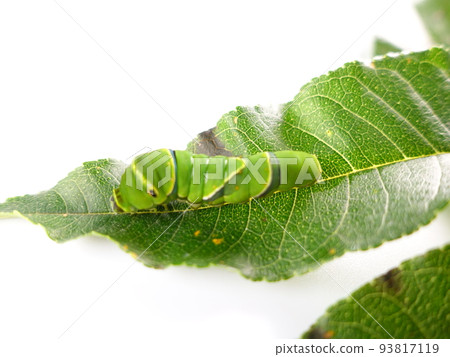 Caterpillar caterpillar larva swallowtail butterfly Caterpillar caterpillar larva swallowtail butterfly 93817119