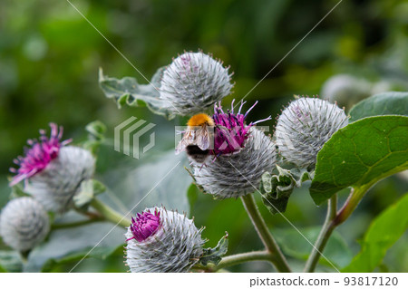 Bumblebee collects nectar in burdock flower. The insect is crawling over the flowers Bumblebee collects nectar in burdock flower. The insect is crawling over the flowers 93817120