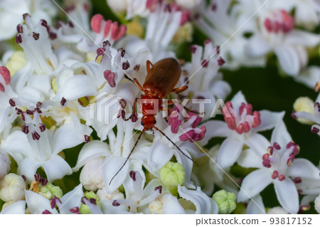 The common red soldier beetle Rhagonycha fulva, also misleadingly known as the bloodsucker beetle The common red soldier beetle Rhagonycha fulva, also misleadingly known as the bloodsucker beetle 93817152