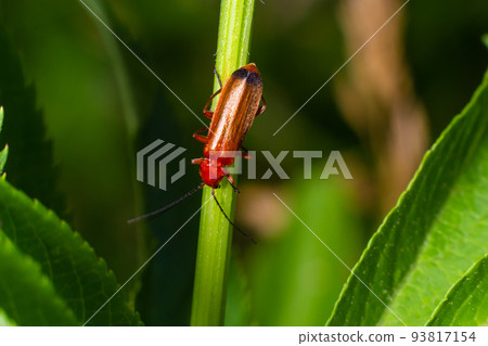 Rhagonycha fulva, the common red soldier beetle on a leaf of grass. Macro shot, beautiful blurred Rhagonycha fulva, the common red soldier beetle on a leaf of grass. Macro shot, beautiful blurred 93817154