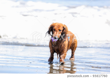 A dachshund dog playing in the sea A dachshund dog playing in the sea 93817760