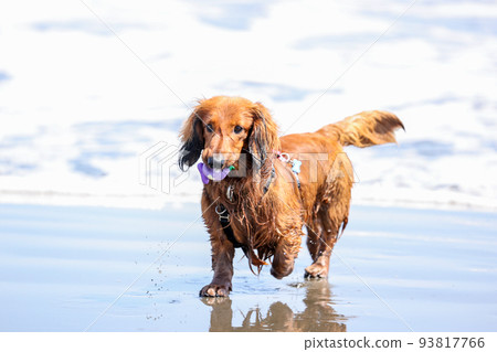 一隻在海中玩耍的臘腸狗 93817766