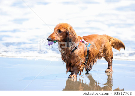 一隻在海中玩耍的臘腸狗 93817768