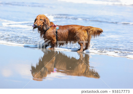A dachshund dog playing in the sea 93817773