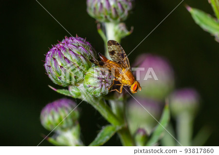 Macro of a fruit fly Xyphosia miliaria of the Tephritidae family on a budrock flower 93817860