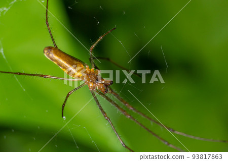 Tetragnatha montana on the termuric green leaf on a summers day 93817863