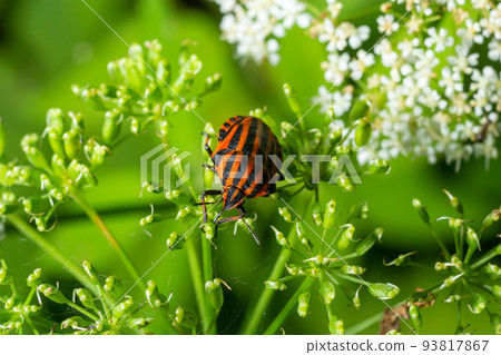 European Minstrel Bug or Italian Striped shield bug, Graphosoma lineatum, climbing a blad of grass European Minstrel Bug or Italian Striped shield bug, Graphosoma lineatum, climbing a blad of grass 93817867