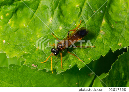 Closeup on a colorful green sawfly,Tenthredo mesomela on a green geranium leaf in the garden 93817868