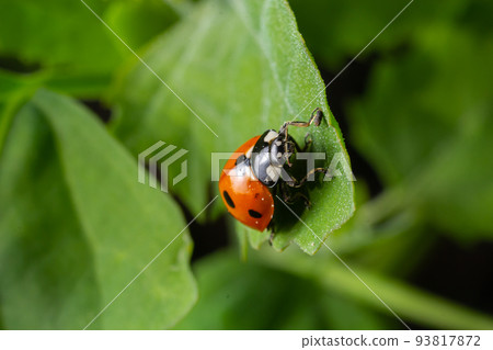 Macro of spring red ladybug Coccinella septempunctata on green leaf in forest, natural environment 93817872