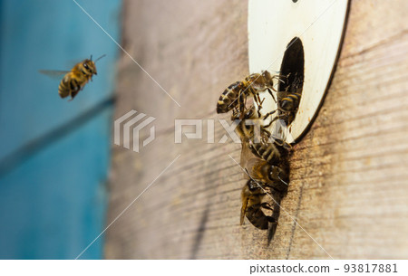 A lot of bees returning to bee hive and entering beehive with collected floral nectar and flower pollen. Swarm of bees collecting nectar from flowers. Healthy organic farm honey 93817881