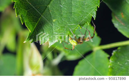 Tiny green spider Araniella cucurbitina, aka the cucumber green spider. View of underside with spinnerets Tiny green spider Araniella cucurbitina, aka the cucumber green spider. View of underside with spinnerets 93817890