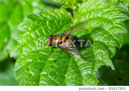 Common green bottle fly blow fly, Lucilia sericata on a green leaf Common green bottle fly blow fly, Lucilia sericata on a green leaf 93817891