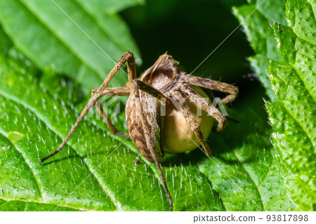 A nursery web spider Pisaura mirabilis seen carrying her egg sac in July A nursery web spider Pisaura mirabilis seen carrying her egg sac in July 93817898