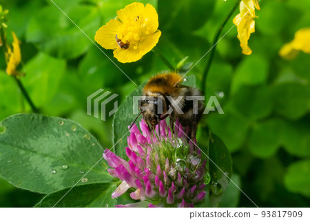 Isolated bumblebee specimen on Trifolium pratense flower, the red clover, on natural background Isolated bumblebee specimen on Trifolium pratense flower, the red clover, on natural background 93817909