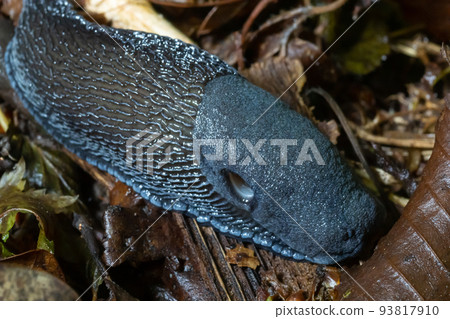 Black slug - Arion vulgaris - in it's natural environment Black slug - Arion vulgaris - in it's natural environment 93817910