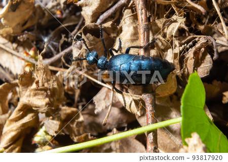 The violet oil beetle Meloe violaceus, is a species of oil beetle belonging to the family Meloidae. These beetles are present in most of Europe, in East Palearctic ecozone, in the Near East 93817920
