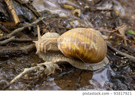 Burgundy snail, Helix, Roman snail, edible snail, escargot, on the surface of old stump with moss in a natural environment. Green moss and mold growing on the old tree trunk. Burgundy snail, Helix, Roman snail, edible snail, escargot, on the surface of old stump with moss in a natural environment. Green moss and mold growing on the old tree trunk. 93817921