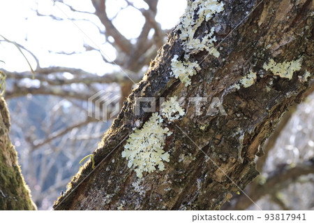 生長在梅樹上的梅樹苔 (plum tree moss) 生長在梅樹上的梅樹苔 (plum tree moss) 93817941