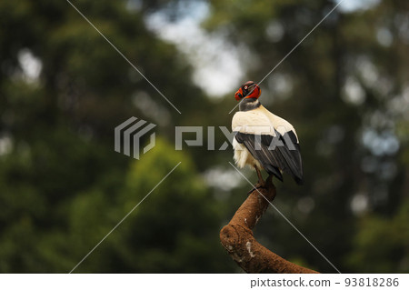 The king vulture Sarcoramphus papa is a large bird found in Central and South America. Wildlife scene from tropic nature of Costa Rica 93818286