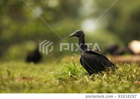 Wildlife Costa Rica. Ugly black bird Black Vulture, Coragyps atratus, sitting in the green vegetation. Vulture in forest habitat. Green grass forest habitat. Wildlife Costa Rica. Ugly black bird Black Vulture, Coragyps atratus, sitting in the green vegetation. Vulture in forest habitat. Green grass forest habitat. 93818287