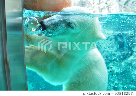 動物園的北極熊 動物園的北極熊 93818297