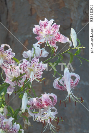 鹿子百合夏日風景里山 93818302