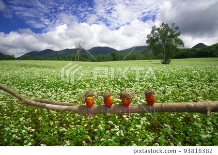 Buckwheat flowers and character acorns 93818382