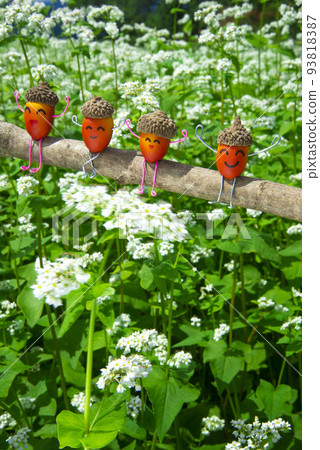 Buckwheat flowers and character acorns 93818387